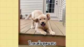 เพื่อนตัวน้อยแสนซน : โกลเด้นสุดแสบ