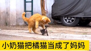 小奶猫把橘猫当成了妈妈，不停靠近渴望得到关爱，却屡屡被拒。