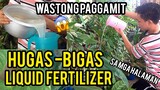 HOW TO USE RICE WATER ( HUGAS BIGAS ) AS FERTILIZER FOR PLANTS PAANO ANG WASTONG PAGGAMIT
