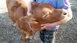 Pet|Make friends with cows