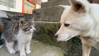 Kasih keibuan meluap-luap, apakah Anda salah mengira anak kucing sebagai anak anjing?