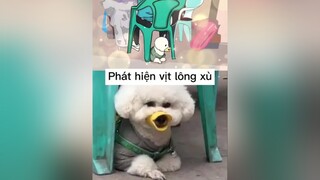 Vịt này lạ ghê mèo cute foryou