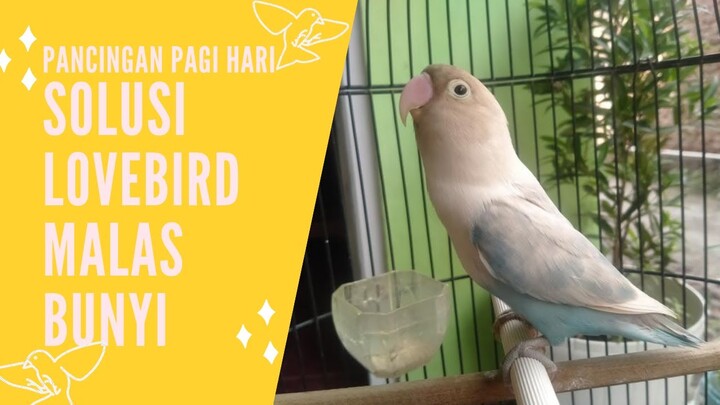 Panggilan Lovebird Agar Ngekek Pagi Hari Sebagai Pancingan Lovebird MALAS BUNYI