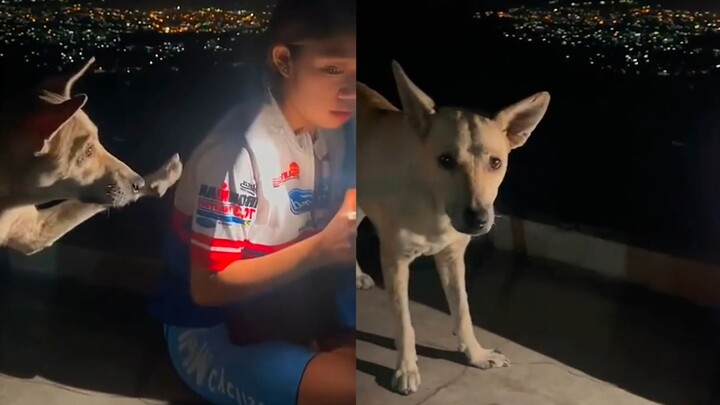 A woman encountered a stray dog begging for food late at night. She carefully patted it and stepped 