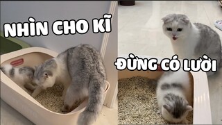 THẤT THẤT - Bà mẹ nghiêm khắc nhất năm 😅. | Pets TV