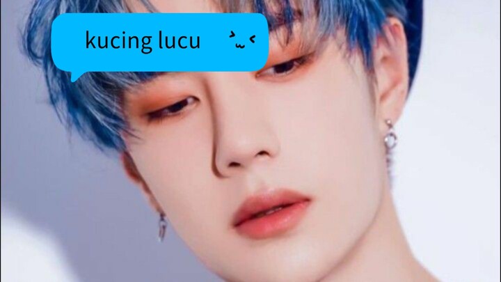 2 kucing lucu