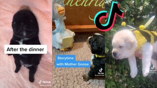 Cute and Funny Puppies - Dog Side of TikTok