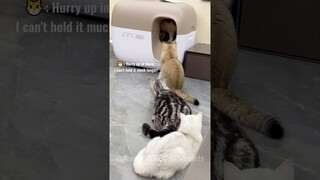 🐾Too Cute to Handle: Adorable Animals Doing Funny Things!😂 | Animals LOL Moments #funnyanimals