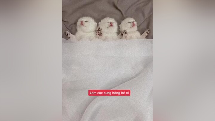 Lựa củ khoai nào đây các bác ơi meocute catsoftiktok cat meo babycat YomostStreetDance