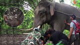 A matter of life and death Injured elephant emergency rescue : นาทีต่อชีวิต ช้างป่างวงขาด