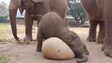 [Animals] Squash You! Squash You! Baby Elephant Meets The Yoga Ball