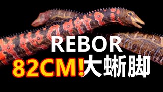 3段拔插解锁“新玩法”！rebor 1/35科学复原梁龙模型 开箱评测！