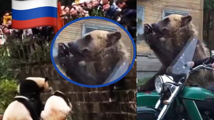 Reaksi netizen Rusia ketika seorang gadis jatuh ke kandang panda.