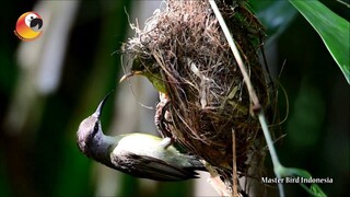 SIAPA YANG TAK KENAL!?! dengan Burung Madu Bakau