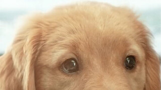 [Movie&TV] Kehidupan Penuh Warna Anjing Golden Retriever