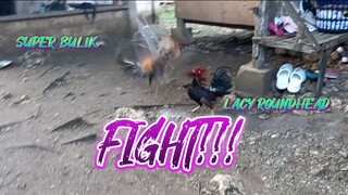 SUPER BULIK VS LACY ROUNDHEAD. SPAR!!        JRP BACKYARD