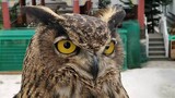 Eagle Owl: Why Lifts My Wool Slacks?