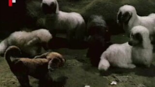 Krakonos and Shepherd (1982)