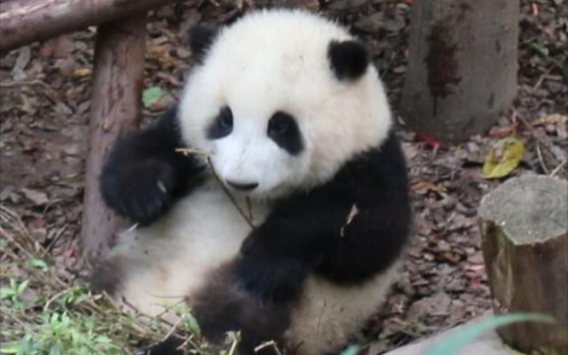 [Panda] Huahua: I'm so sad. I can't climb trees or the wooden stand.