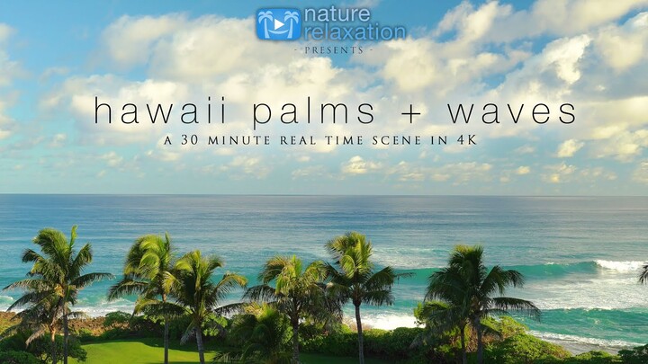 Hawaii Palm Trees + North Shore Waves | 30 Minute Real-Time 4K Scene from Oahu + Nature Sounds