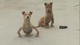Funny Puppies Video Compilation