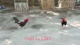Gull vs GBS