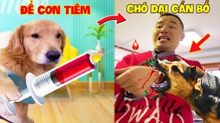 Thú Cưng Vlog | Tứ Mao Ham Ăn Đại Náo Bố #43 | Chó gâu đần thông minh vui nhộn | Funny smart pet dog