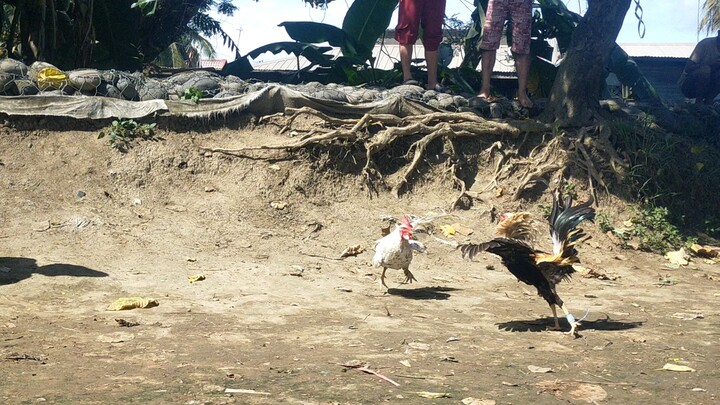 pilay na pero nanalo pa angas nang manok na to