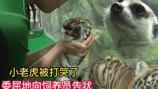 小老虎被猫鼬打哭了，委屈地向饲养员告状，真的太怂了