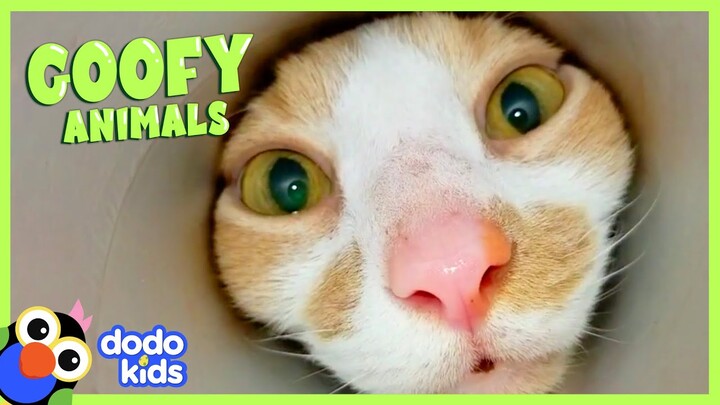 Lovable Pets Who Confuse Their Parents Every Single Day | Animal Videos For Kids | Dodo Kids