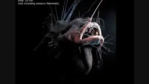 10 Strange Creatures from The Deep Ocean you need to see!!