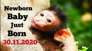 New​born Baby Monkey Just​ Born On 30.11.2020,Congratulations Monkey April Just​ Give Birth New​Baby