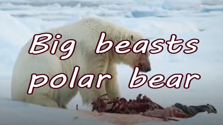 Big beasts - polar bear