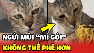 Biểu cảm KHÔNG THỂ PHÊ HƠN của Pate khi ngửi mùi MÌ GÓI 😂 | Yêu Lu