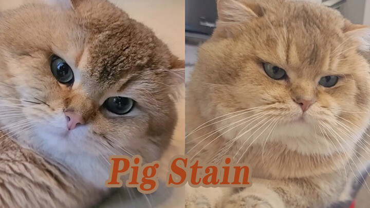 [Animal] Cat: I'm Not a Pig!