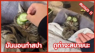 นอนทำสปา ดูท่าจะสบายนะ สมแมว !! ( รวมฮาพากย์ไทย )