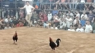 2nd fight L! Dec 23, 3cock!