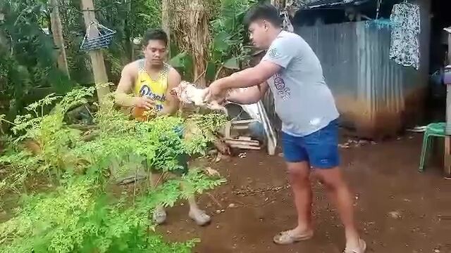 panalo whitey