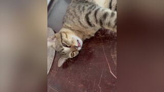 Trời mưa ngủ thích ghiaaa 😄 meow meocute fyp