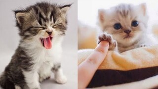 Amazingly Funny & Cute Dogs/ Cat Compilation #29 | CuteVN