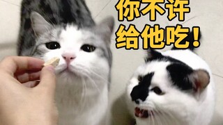 一看到喂别的猫就骂骂咧咧，超级小心眼一猫