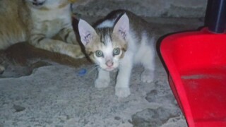 teasing this innocent creature ...but they can't resist me..