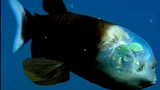 Most Amazing & Bizarre Deep Sea Creatures Part 2 (Reupload)