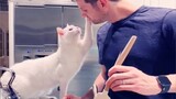 You'll Get A Cat After Watching This ❤️️ Cute Cats Showing Love To Their Owner