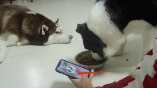 Saat Border Collie Ganas, Rekam Dengan Mesin Penerjemah, Apa Hasilnya?