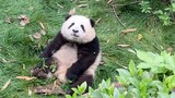 [Panda He Hua] Playing with Herself in the Corner