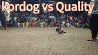 quality vs kurdog champion