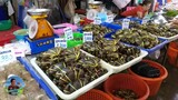 อาหารทะเลสดๆ ตลาดลานโพธิ์ ล็อบเตอร์ กุ้งมังกร ปูม้า แมงดาทะเล หอย ฯลฯ บางละมุง #Dummy_Channel