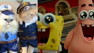 Spongebob - Kucing bar bar Lucu eps.2