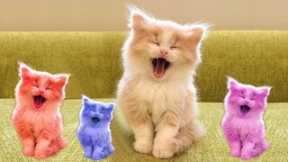 Video Kucing Lucu Banget Bikin Ngakak #26 | Kucing dan Anjing | Kucing Lucu Imut